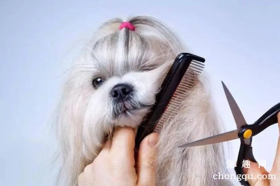 教你如何在家里给狗狗剪毛