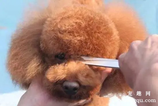 泰迪毛打结了怎样处理？