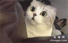 <b>母猫为什么哈气自己小猫</b>