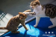 两只猫相互嚎叫是干嘛？