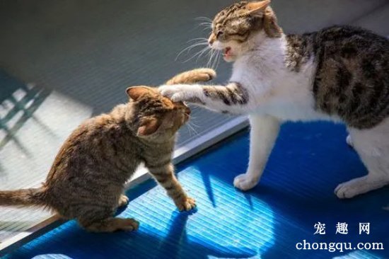 两只猫相互嚎叫是干嘛？