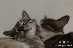<b>一只猫咬另一只猫的脖子是什么意思</b>