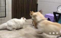 <b>两只母猫会打架吗？</b>