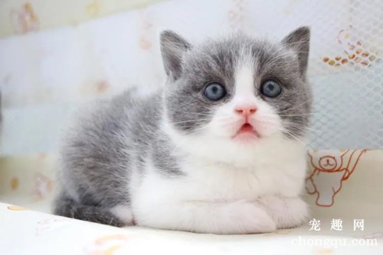 英短蓝白猫多少钱一只 如何挑选一只好的英短蓝白猫呢？