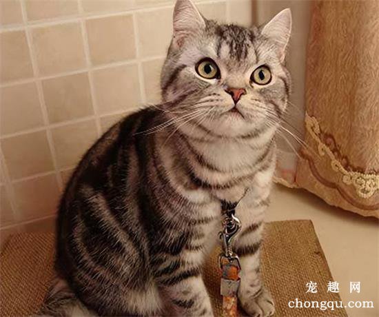 猫鼻支可以彻底治好吗？