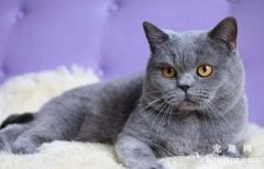 <b>猫咪乳腺瘤怎么办 猫咪乳腺瘤的预防方法</b>