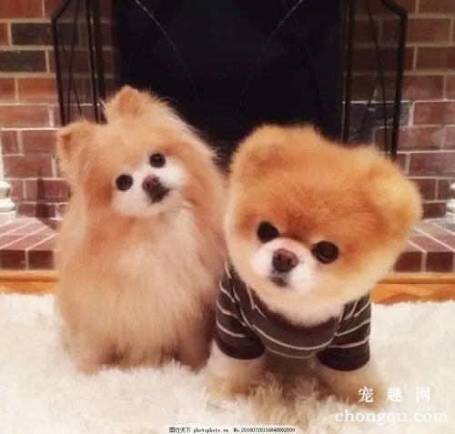 狗狗能够吃板栗吗