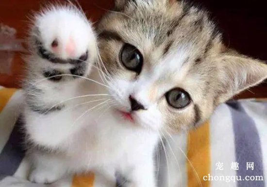 猫咪踩奶的时候主人应该怎么做