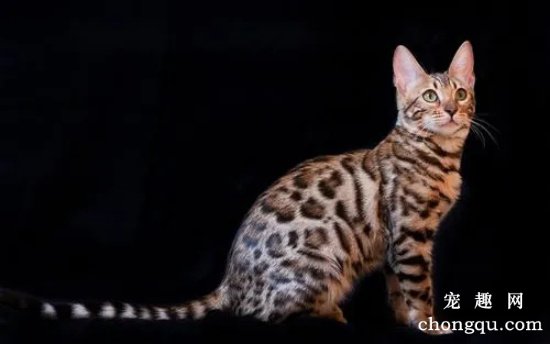 孟加拉猫：外形似豹却是猫，看到价格让人惊呼“养不起！”