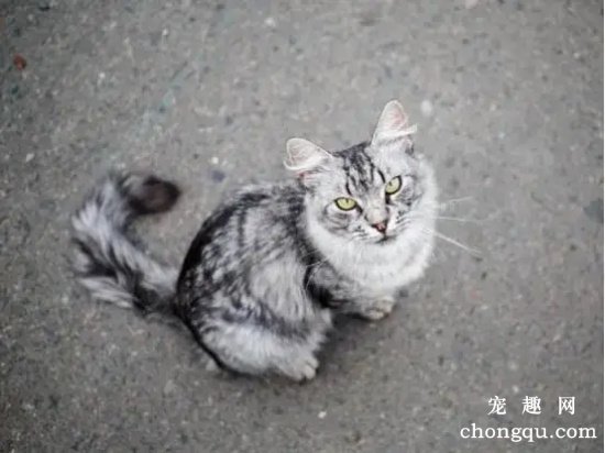 千万不要让猫咪“近亲繁殖”, 对猫咪来说是一种伤害