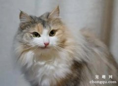 褴褛猫奶水不足怎么回事 奶水不足原因介绍