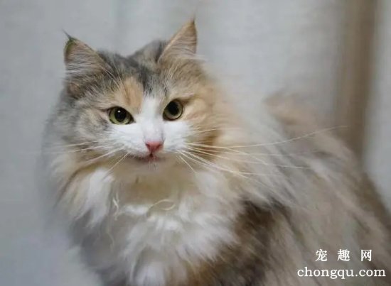 褴褛猫奶水不足怎么回事 奶水不足原因介绍