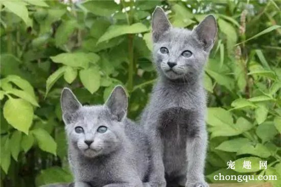 俄罗斯蓝猫繁殖要注意哪些问题