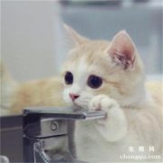 <b>带猫出门怎么减少应激</b>
