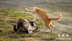 猫咪打架一般会怎么处理？