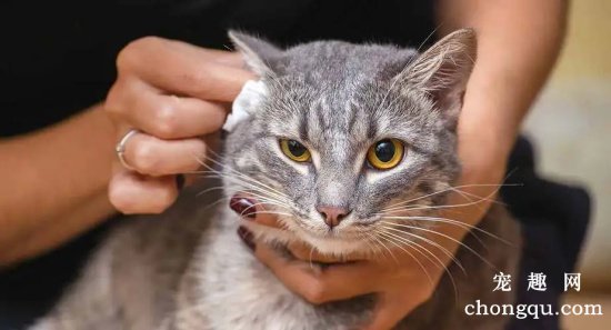 如何给猫猫清理耳朵？