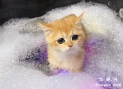 如何轻松快速的帮猫咪洗澡？