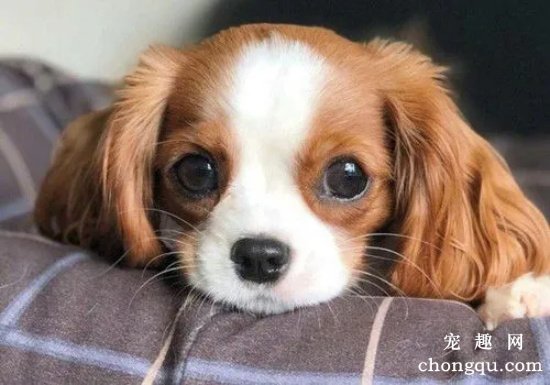 狗狗早上吐黄水怎么回事