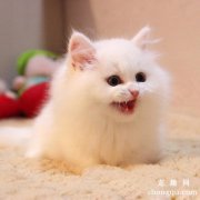 小猫拉稀怎么回事？