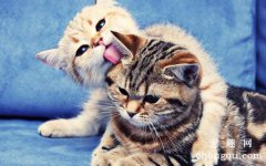 猫咪突然尿频尿少是什么原因？