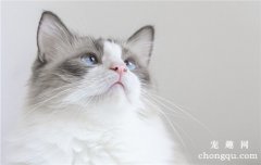 猫咪拉屎特别臭是什么原因？