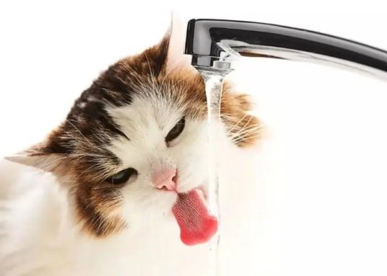 猫一天喝多少水正常？