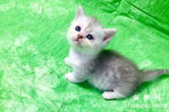 猫咪吃了猫薄荷会有什么反应？