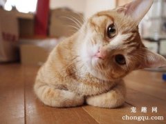 <b>猫咪大喘气是怎么回事</b>