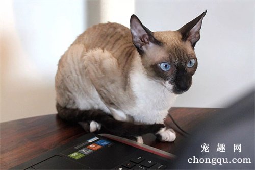 <b>猫咪一到晚上就叫个不停是啥原因？</b>