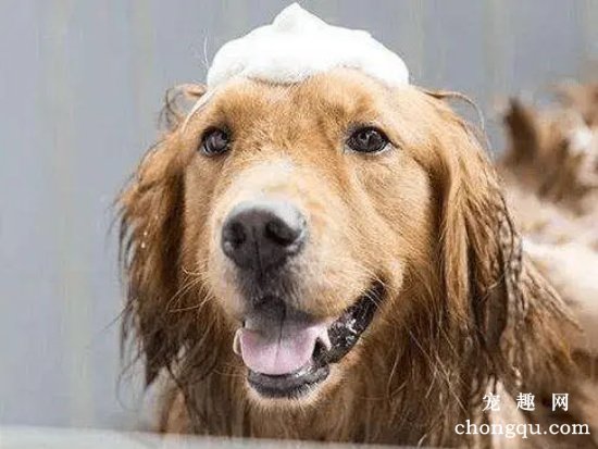 夏天给狗狗洗澡的5个忌讳，那样做就是在危害他们！