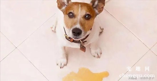 狗狗吐黄色的液体是怎么回事