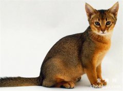 猫为什么乱尿?