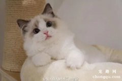 <b>猫咪骨折的表现有哪些？</b>