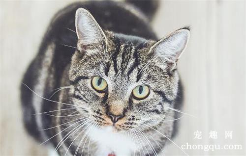 猫身上有黑色的颗粒