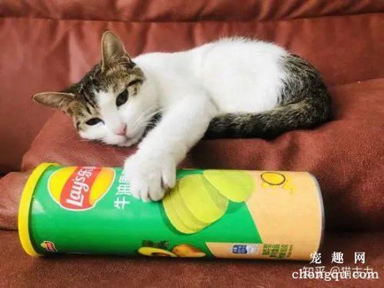 猫太馋怎么办？