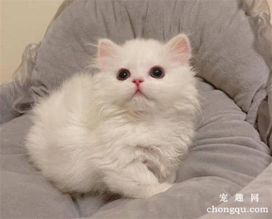 养猫咪之后要注意臭味