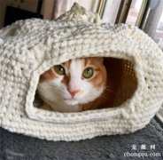 猫咪不爱用猫窝怎么办