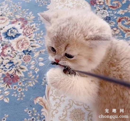 宠物猫咪为什么在家随地大小便