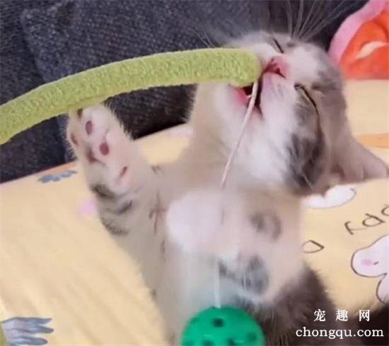 新手养猫咪要注意哪些事情