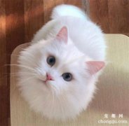 怎么养好毛发比较长的猫咪