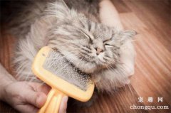 <b>每天都要帮猫咪梳理毛发</b>