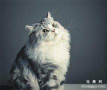 经常舔毛的猫咪怎么吐毛