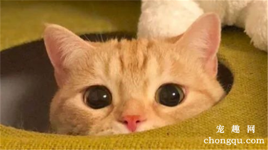 刚生下来的小猫不会吃奶怎么办