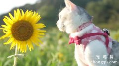 <b>家里有猫可以养向日葵吗</b>