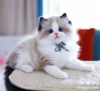 <b>猫不吃东西还呕吐是什么原因</b>