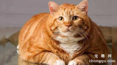 <b>橘猫真的容易胖吗</b>