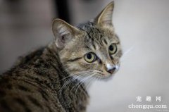 <b>四个月的母猫会不会怀孕</b>