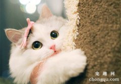 <b>小猫得猫藓多久能好</b>