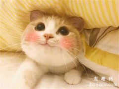 猫咪为什么咬绿萝