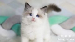 猫睡觉为什么吐舌头